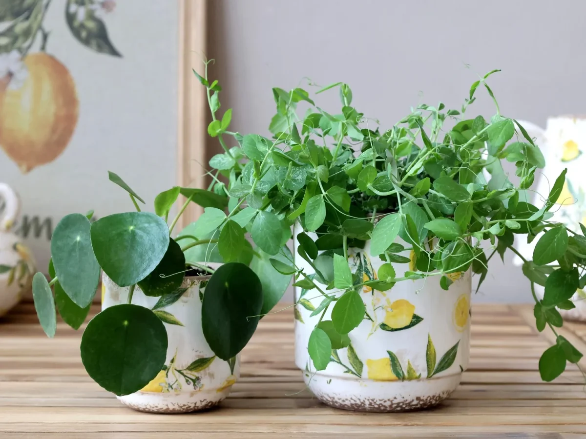 Chic Antique - Limone Skjuler med Citronmotiv H13,5/Ø13 - Billede 2